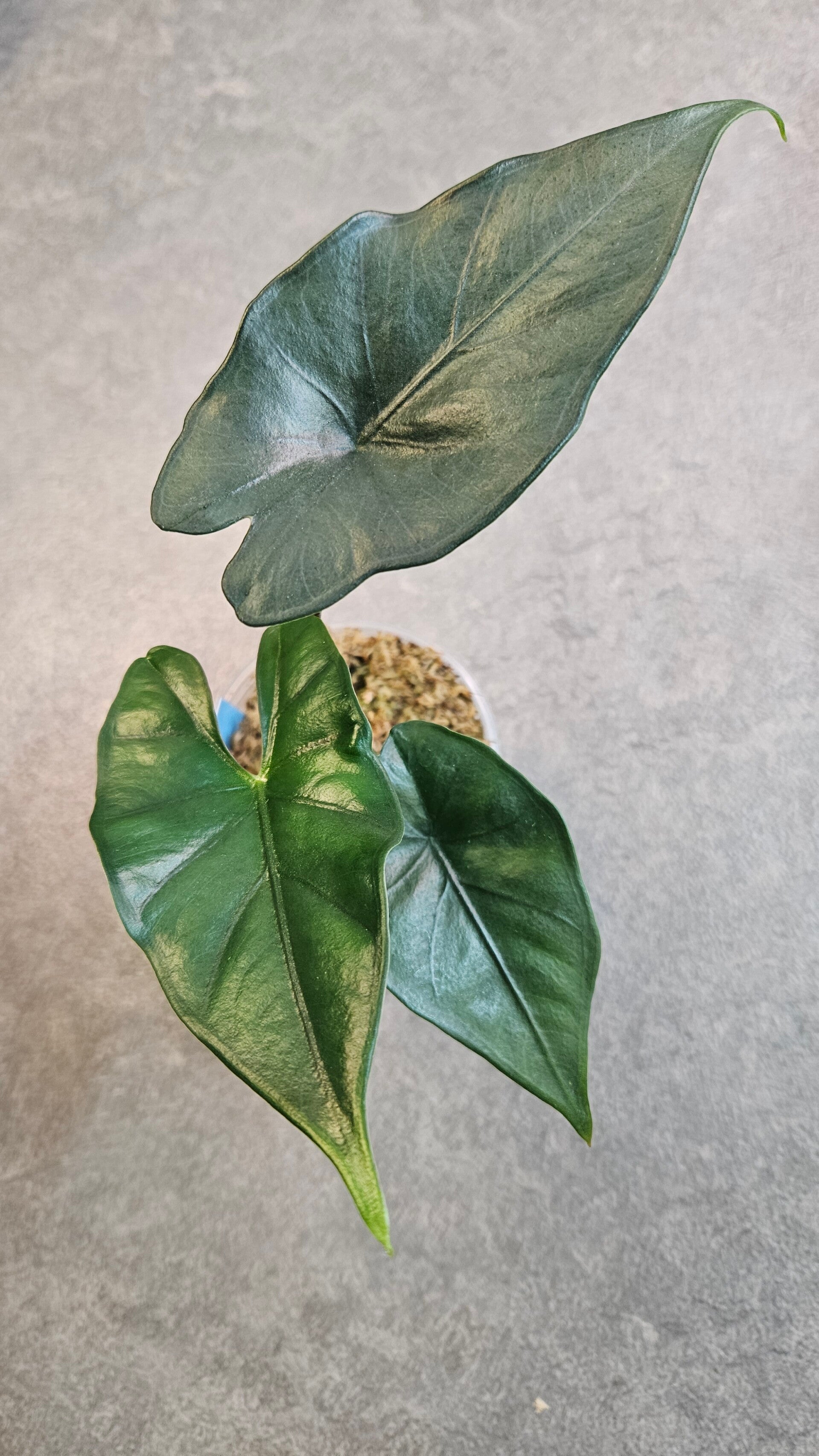 Alocasia Princeps Purple Cloak