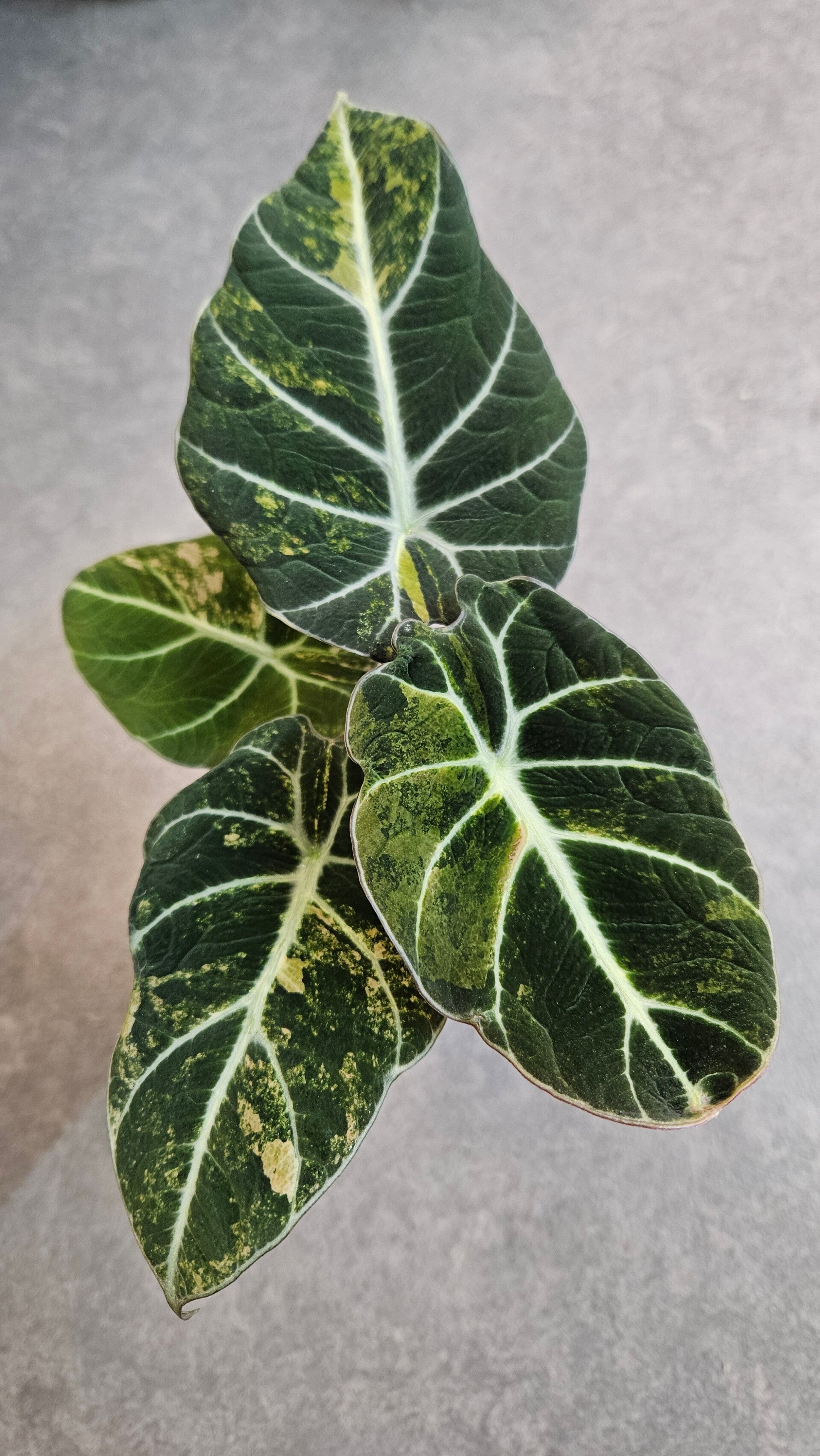 Alocasia Black Velvet Gold Variegata
