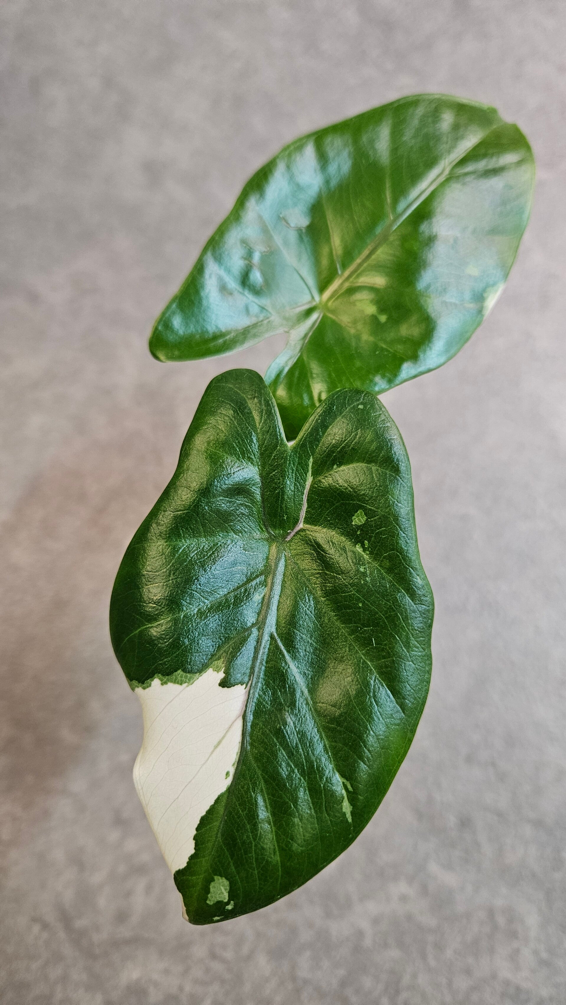 Alocasia Macrorrhiza Black Stem Variegata