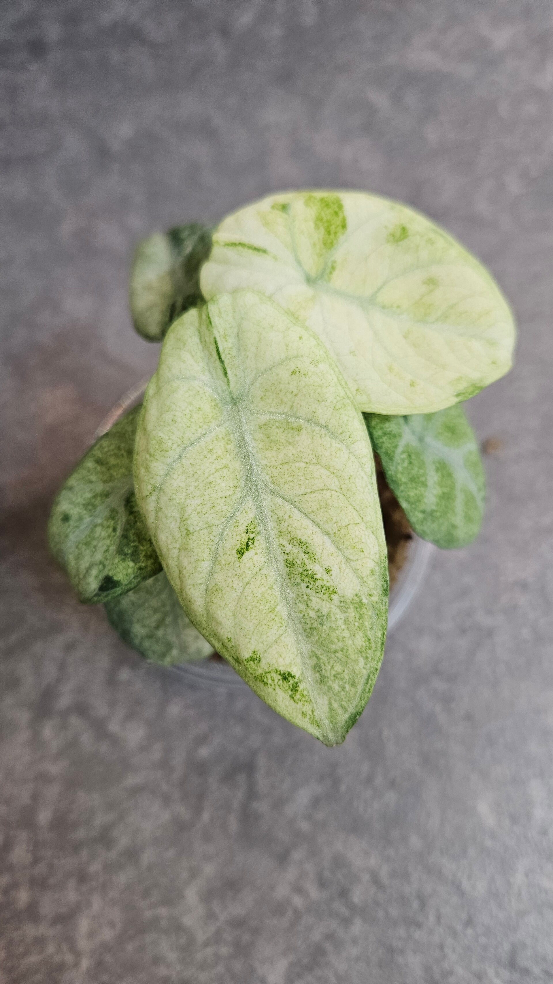 Alocasia Ninja Tricolor Variegata