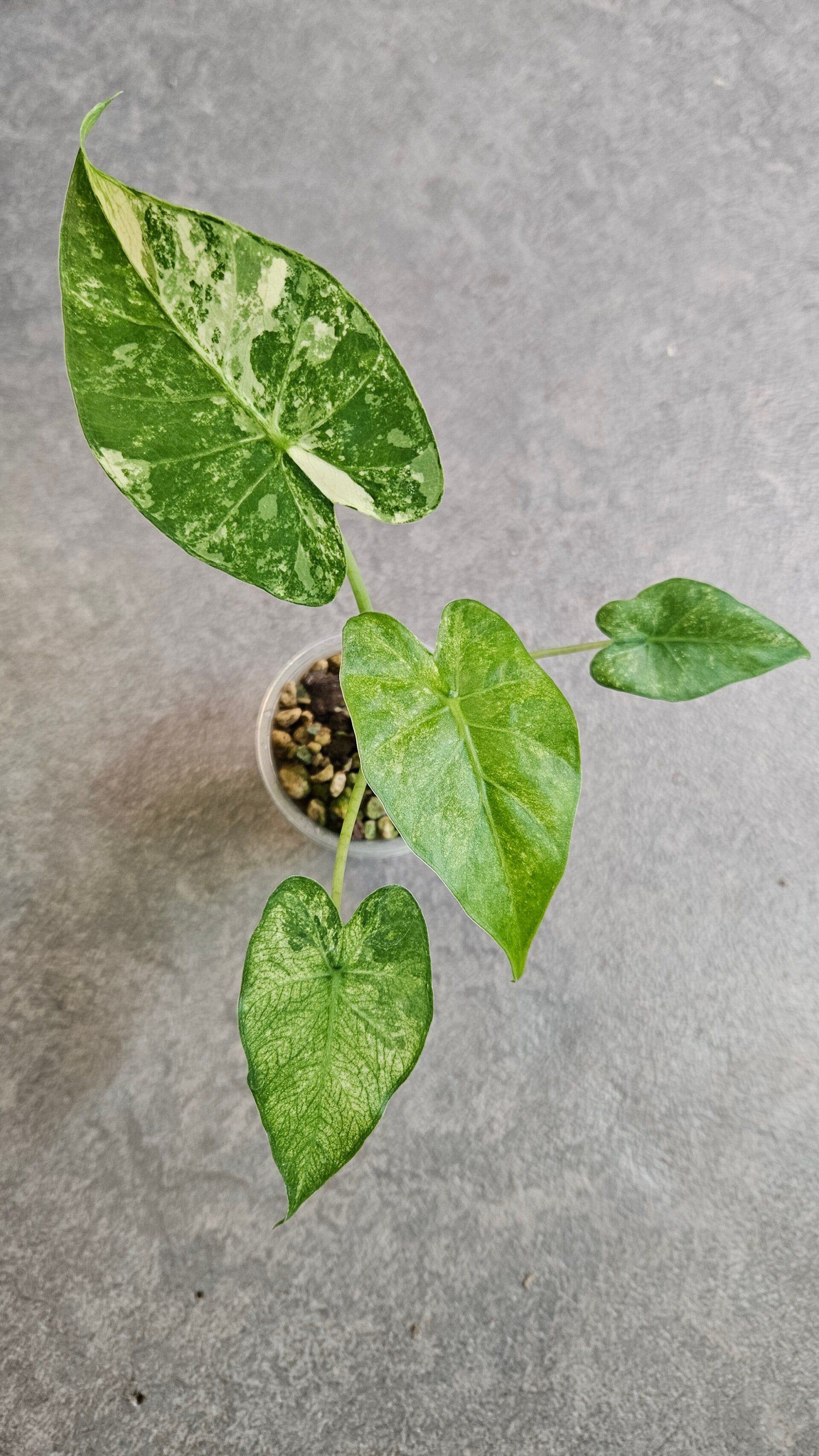 Alocasia Gageana Aurea/Albo Variegata