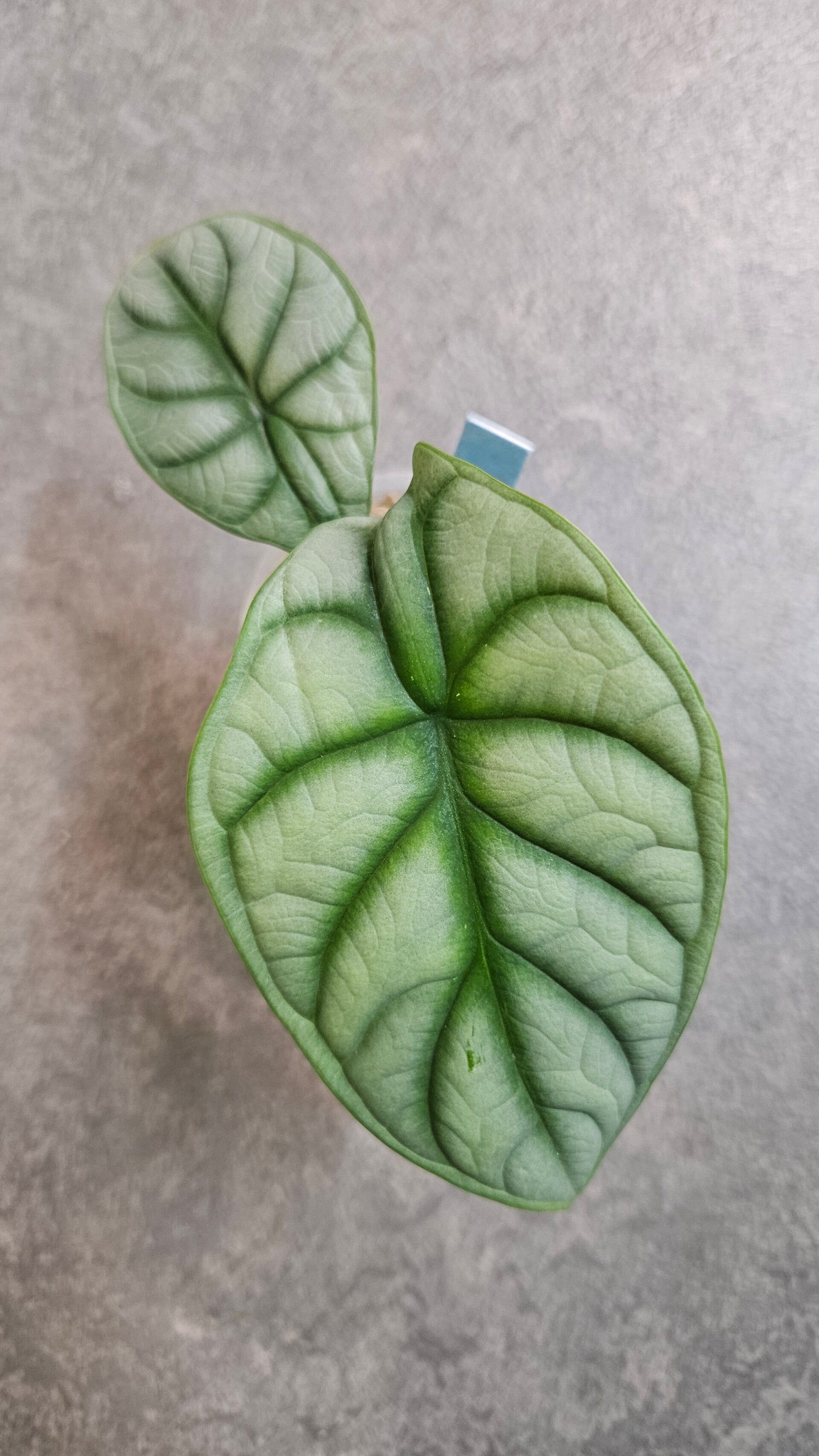 Alocasia Silver Dragon