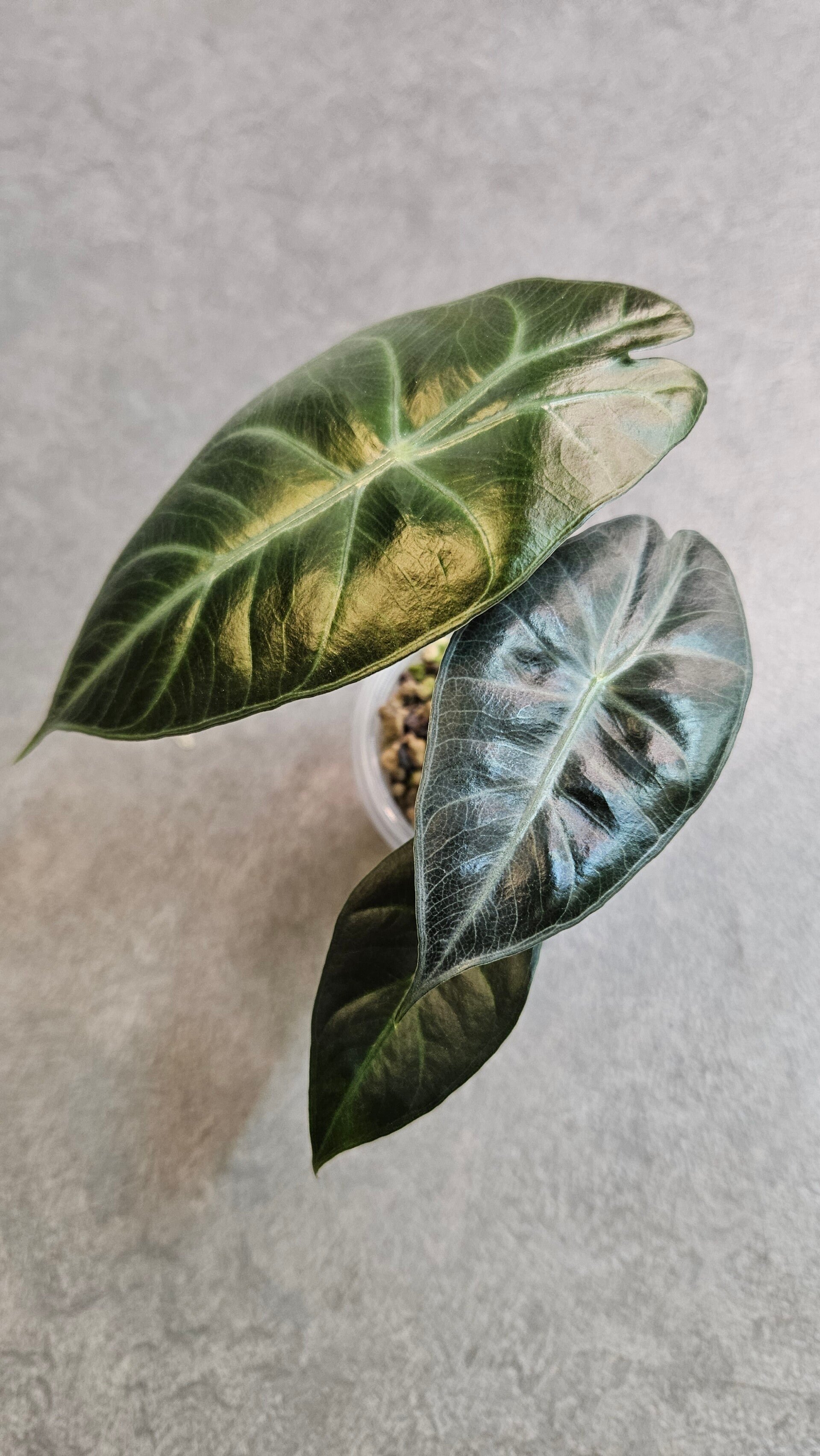 Alocasia Pink Dragon