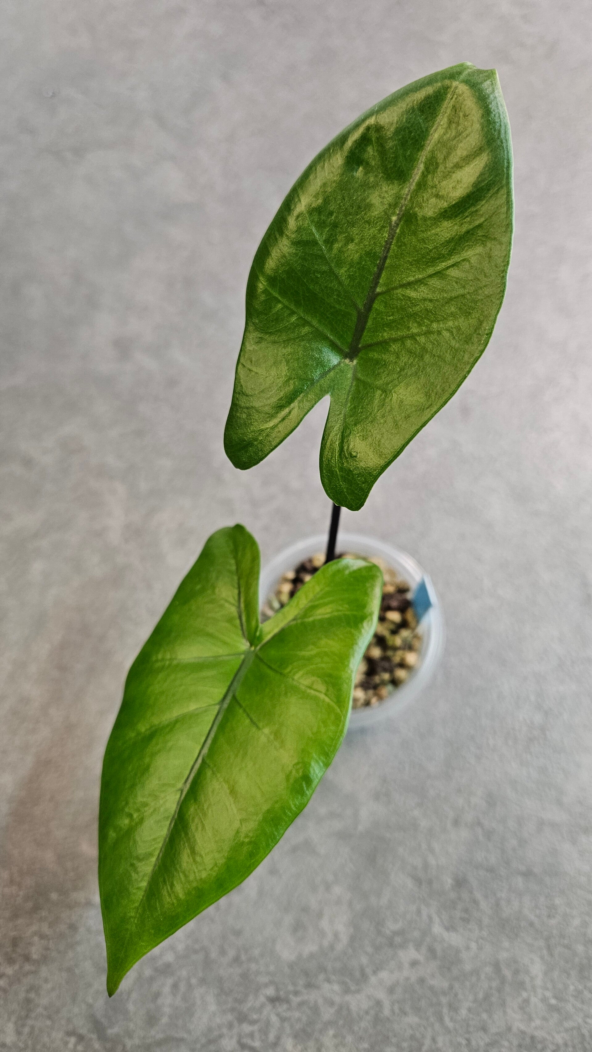 Alocasia Macrorrhiza Black Stem