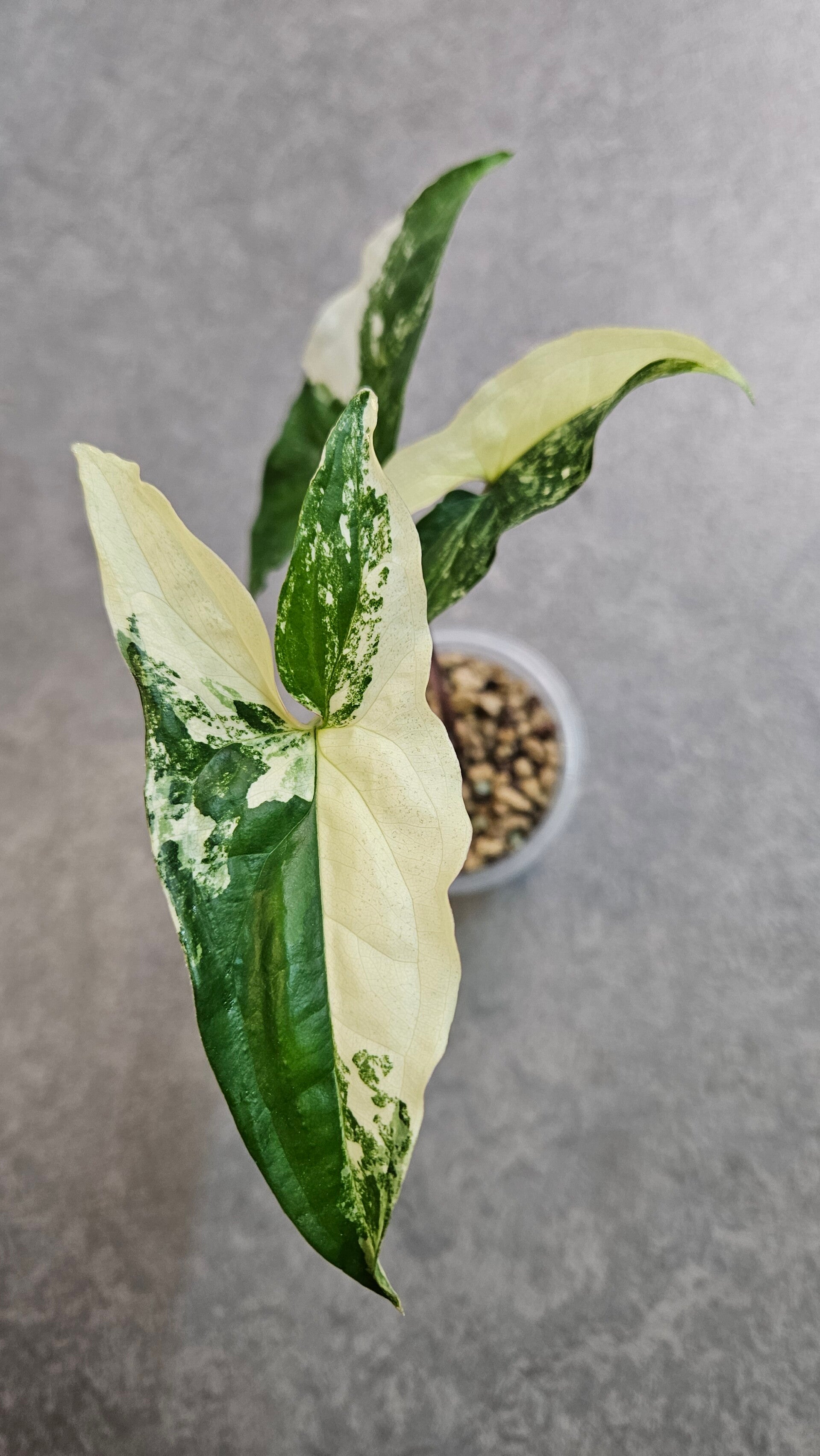 Syngonium Albo Variegata