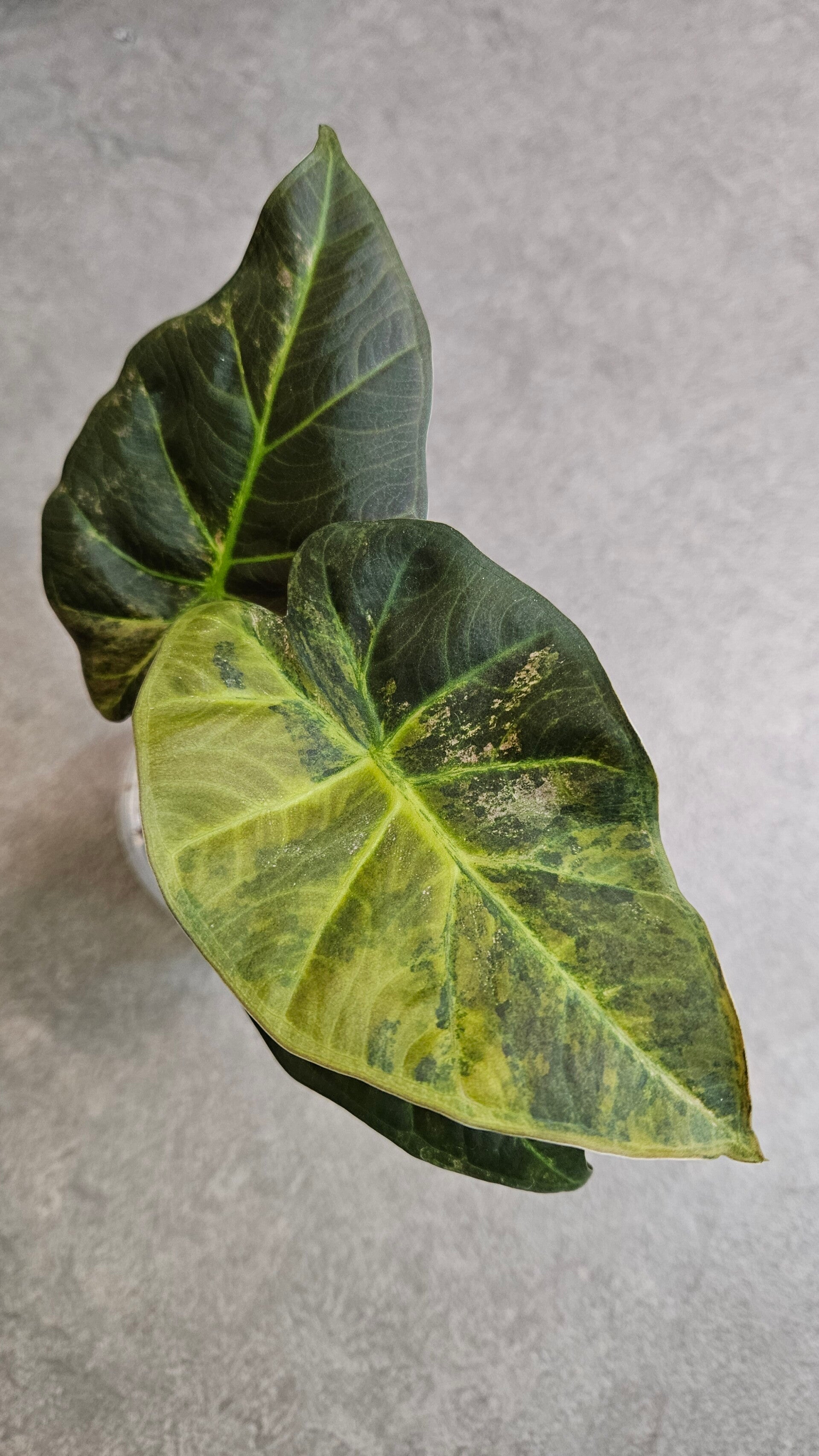 Alocasia Regal Shield Aurea Variegata