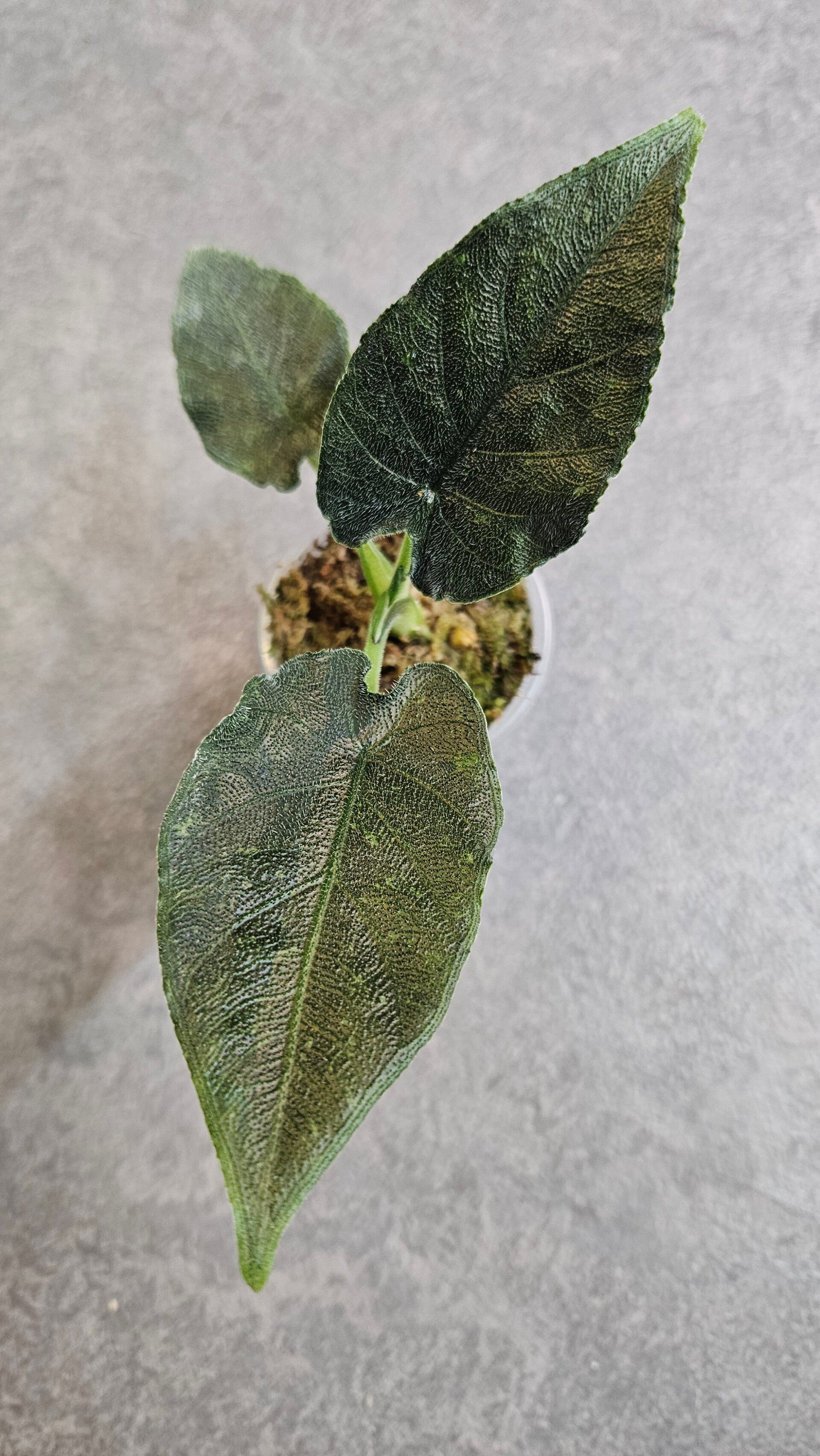 Alocasia Antoro Velvet Variegata