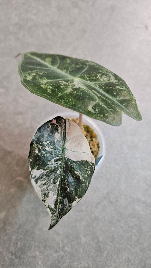 Alocasia Pink Dragon Albo/Pink Variegata