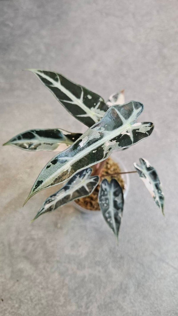 Alocasia Bambino Pink Variegata