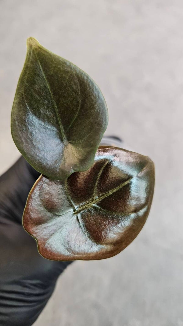 Alocasia Cuprea *Red Secret*