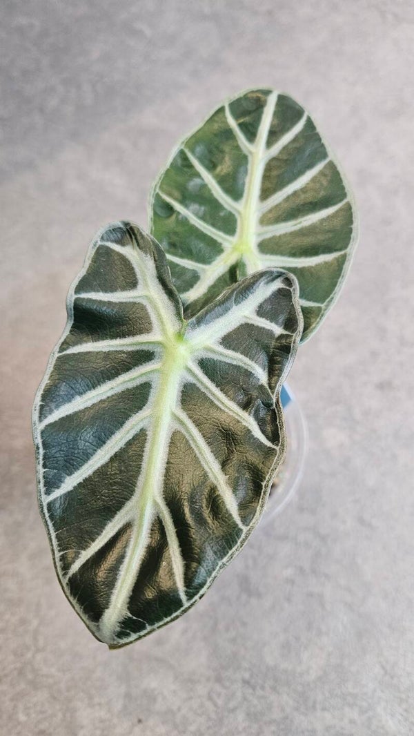Alocasia Balloon Heart