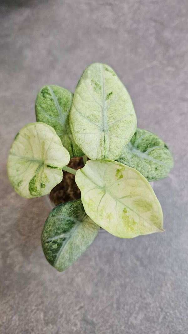 Alocasia Ninja Tricolor Variegata