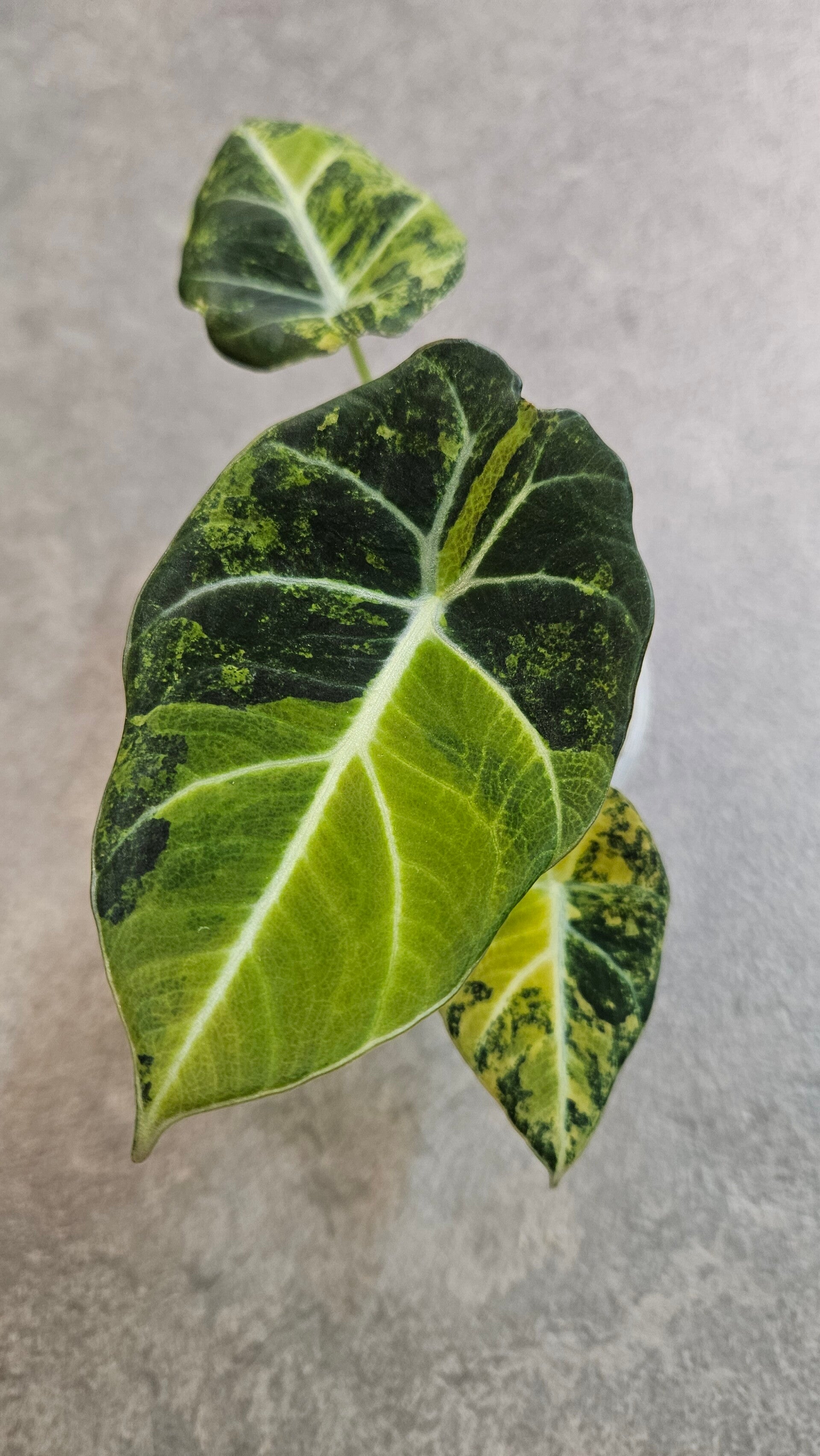 Alocasia Black Velvet Gold Variegata
