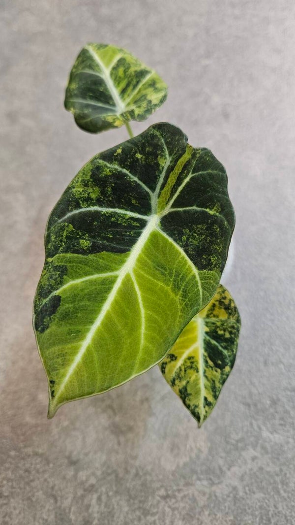 Alocasia Black Velvet Gold Variegata