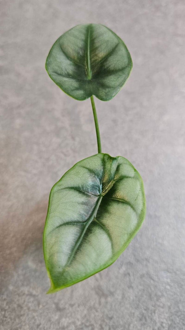 Alocasia Reversa