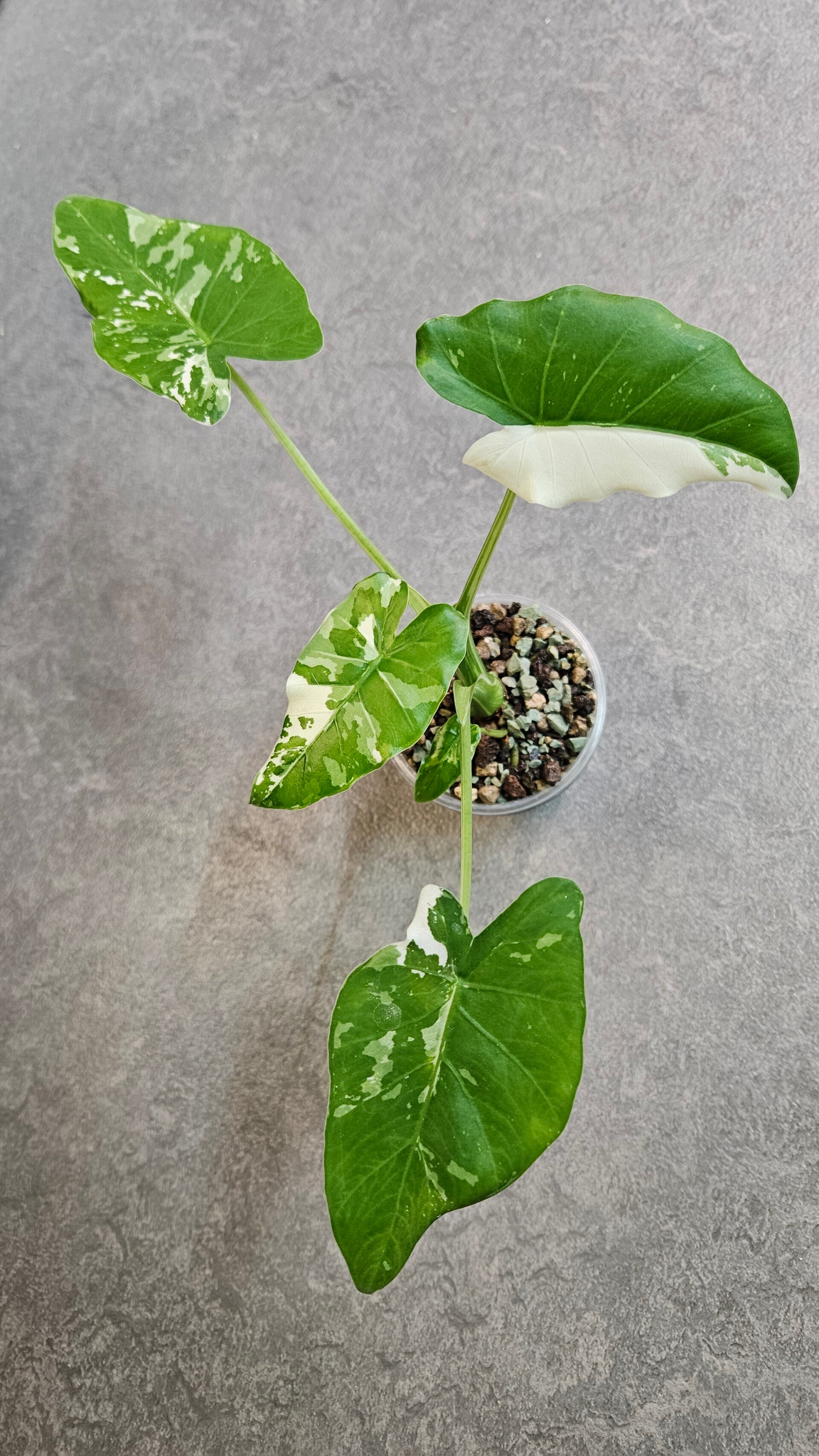 Alocasia Okinawa Silver