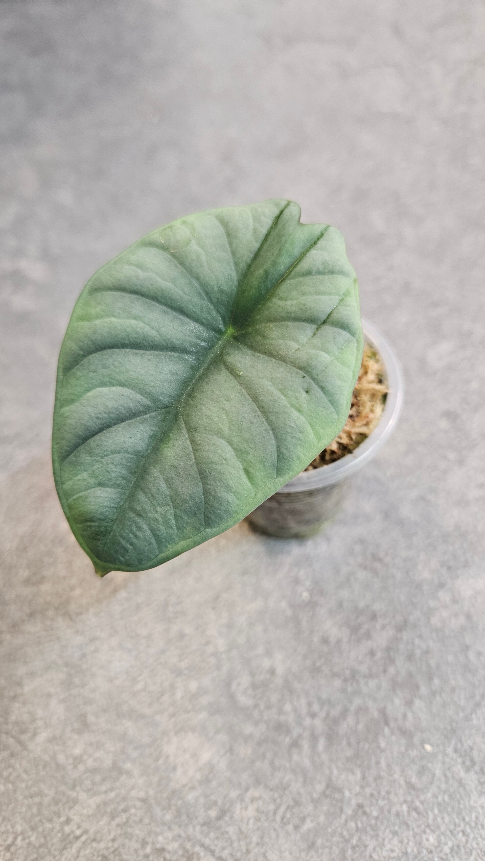 Alocasia Nebula Imperialis