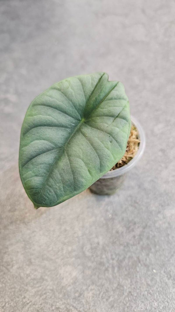 Alocasia Nebula Imperialis
