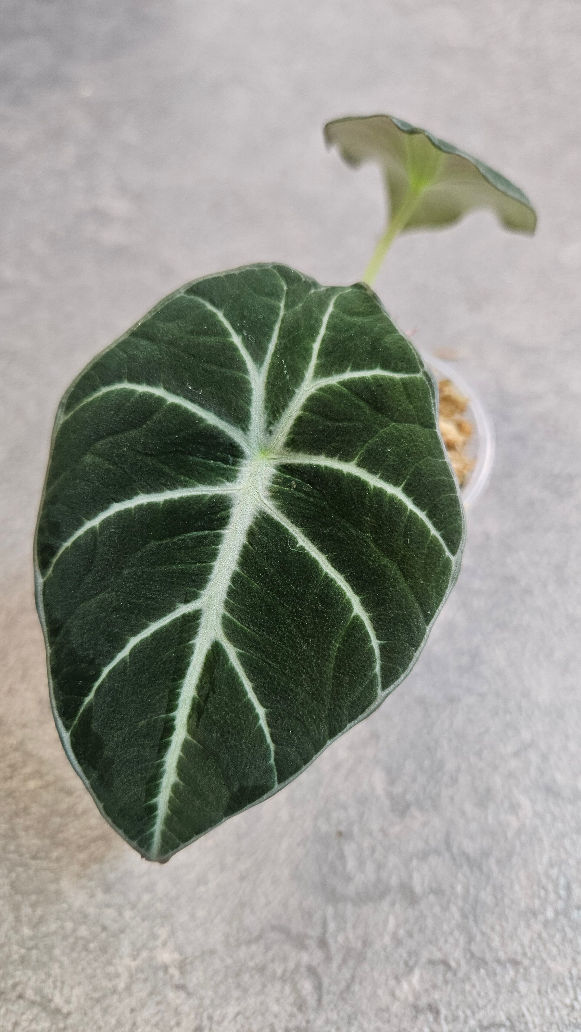 Alocasia Black Velvet