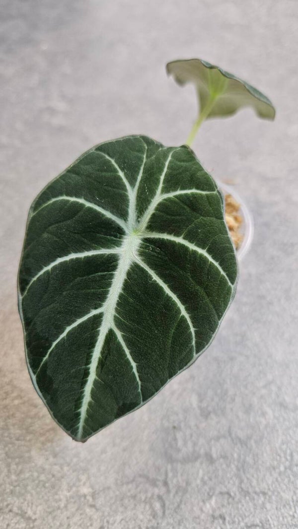 Alocasia Black Velvet