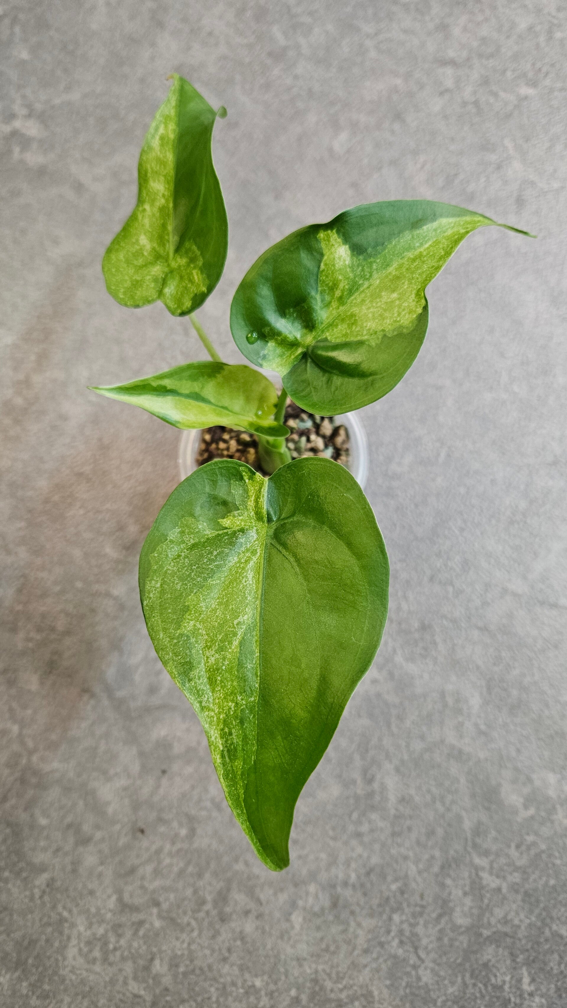 Alocasia Cucullata Aurea/Mint Variegata