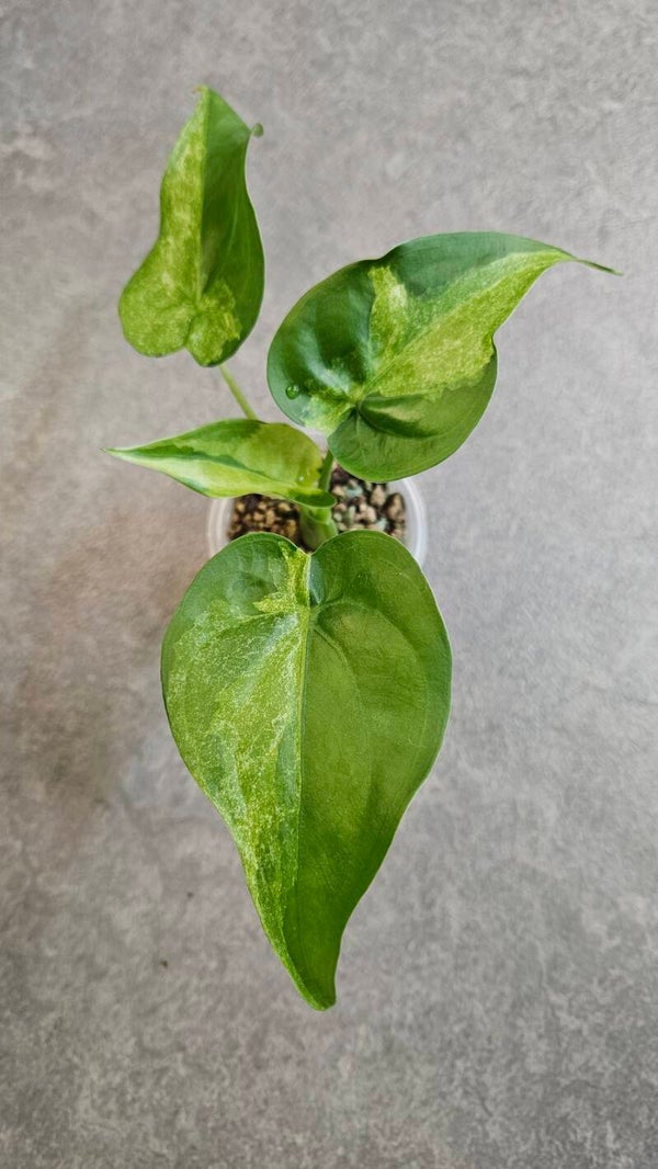 Alocasia Cucullata Aurea/Mint Variegata