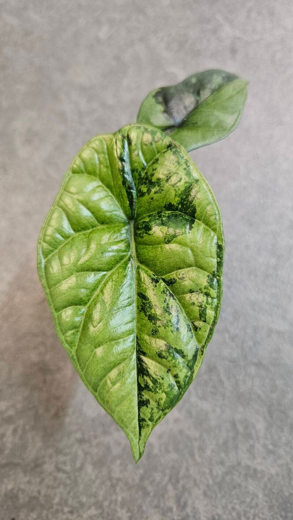 Alocasia Sinuata Variegata