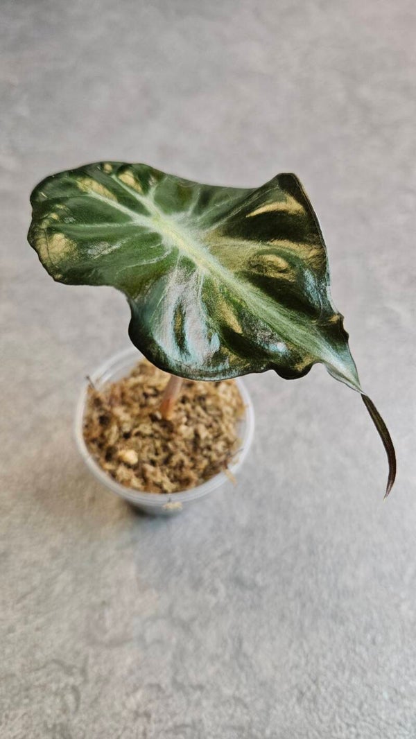 Alocasia Venom