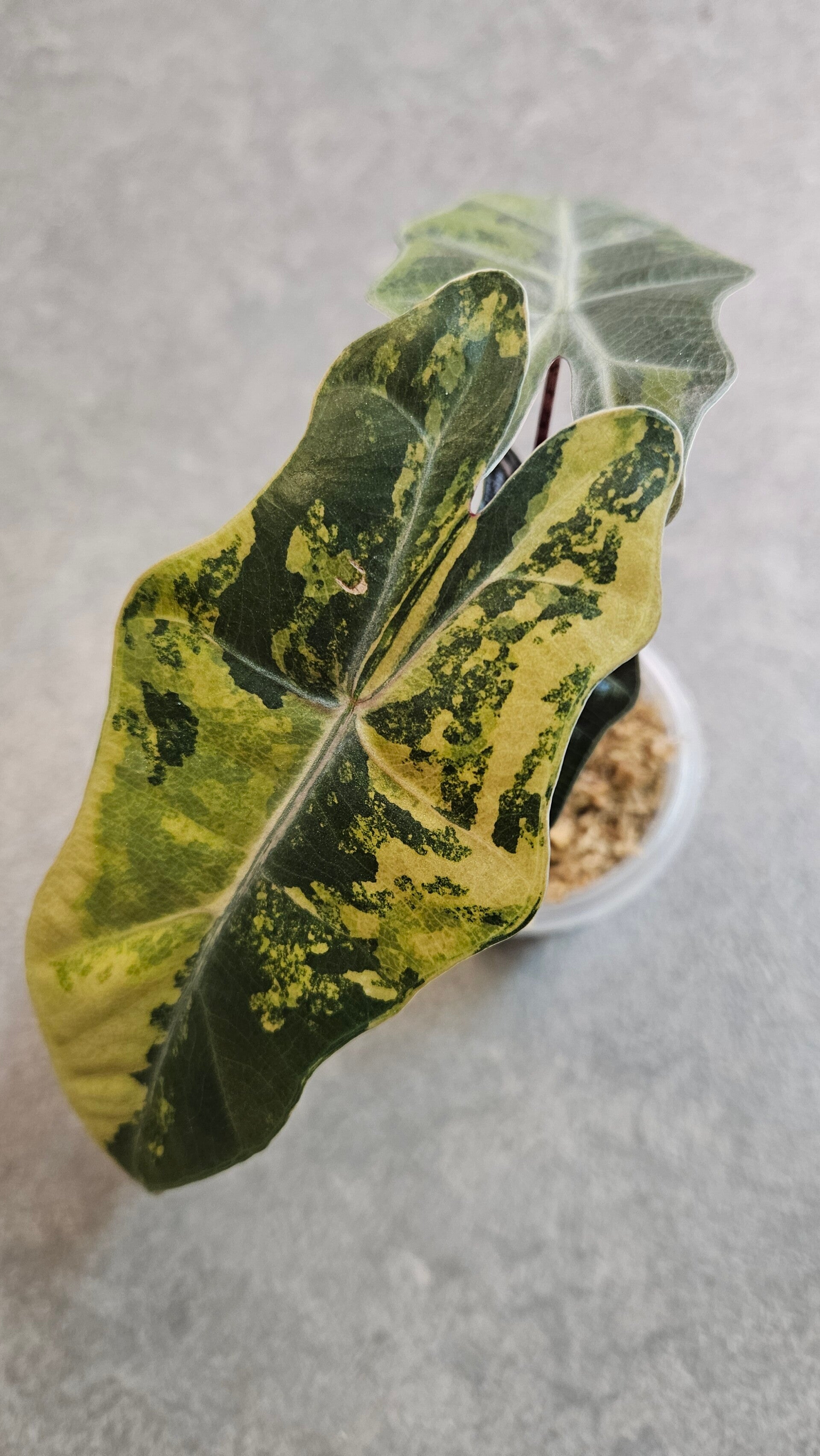 Alocasia Pseudo Sanderiana Variegata