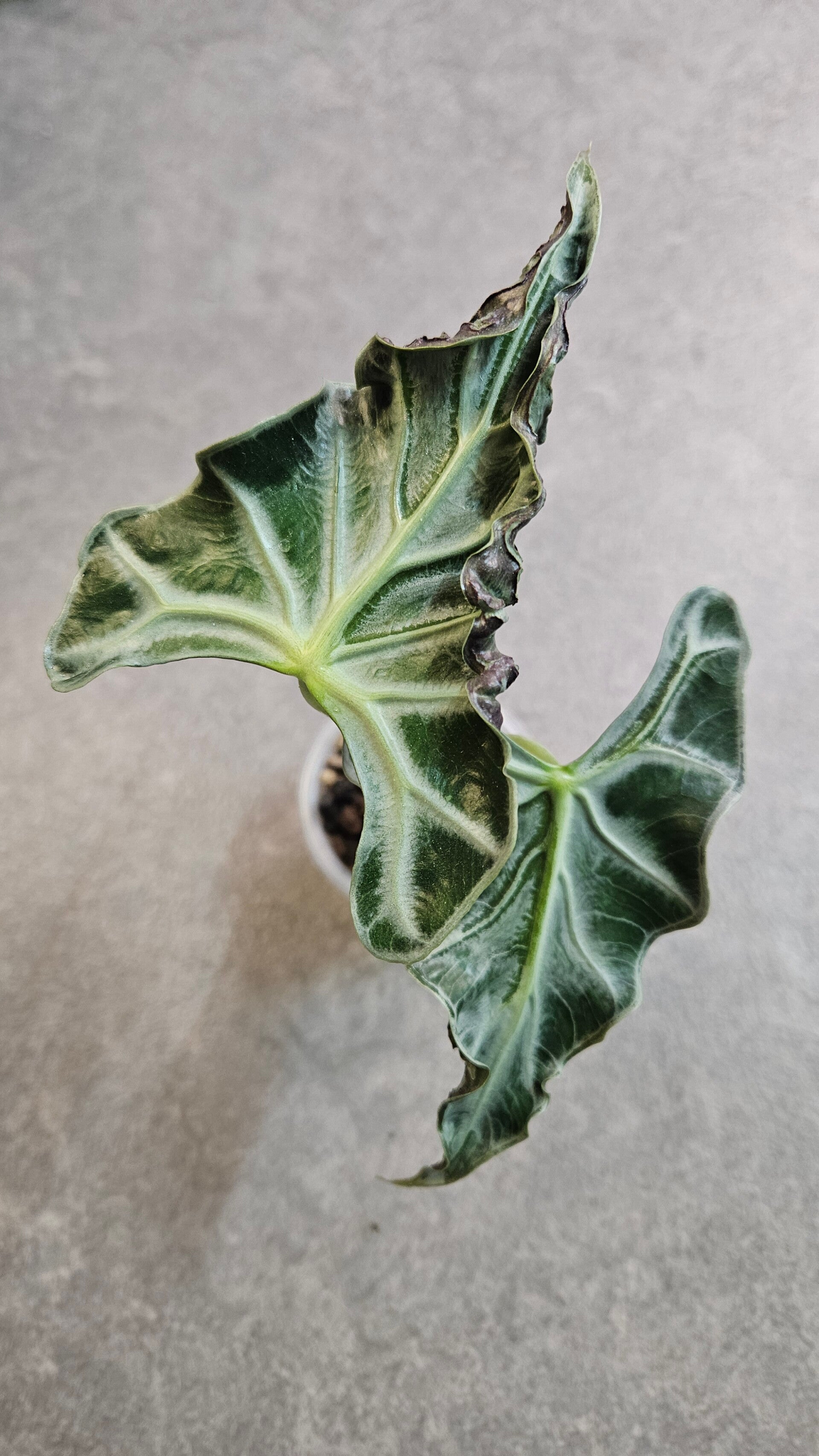 Alocasia Loco