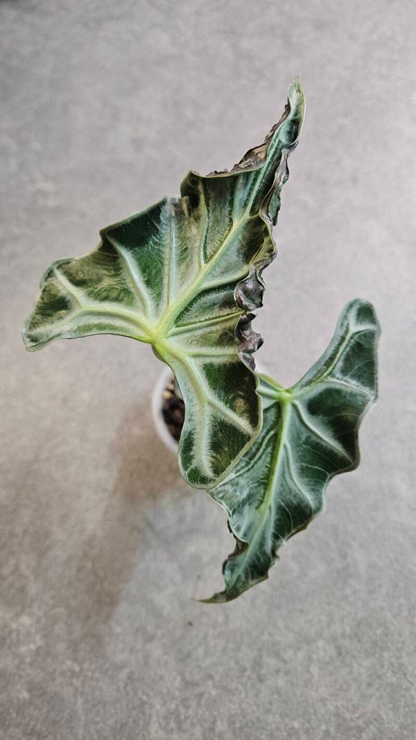 Alocasia Loco