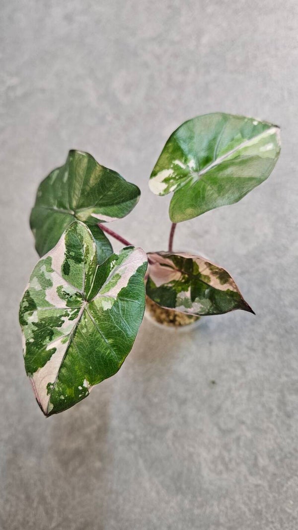 Alocasia Serendipity Pink Variegata