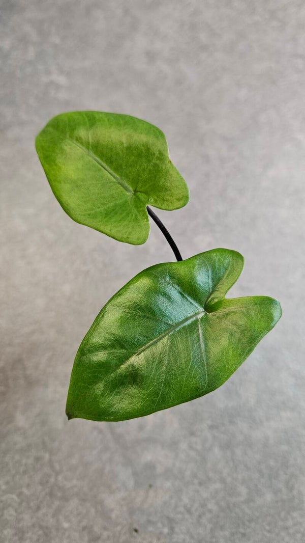 Alocasia Macrorrhiza Black Stem