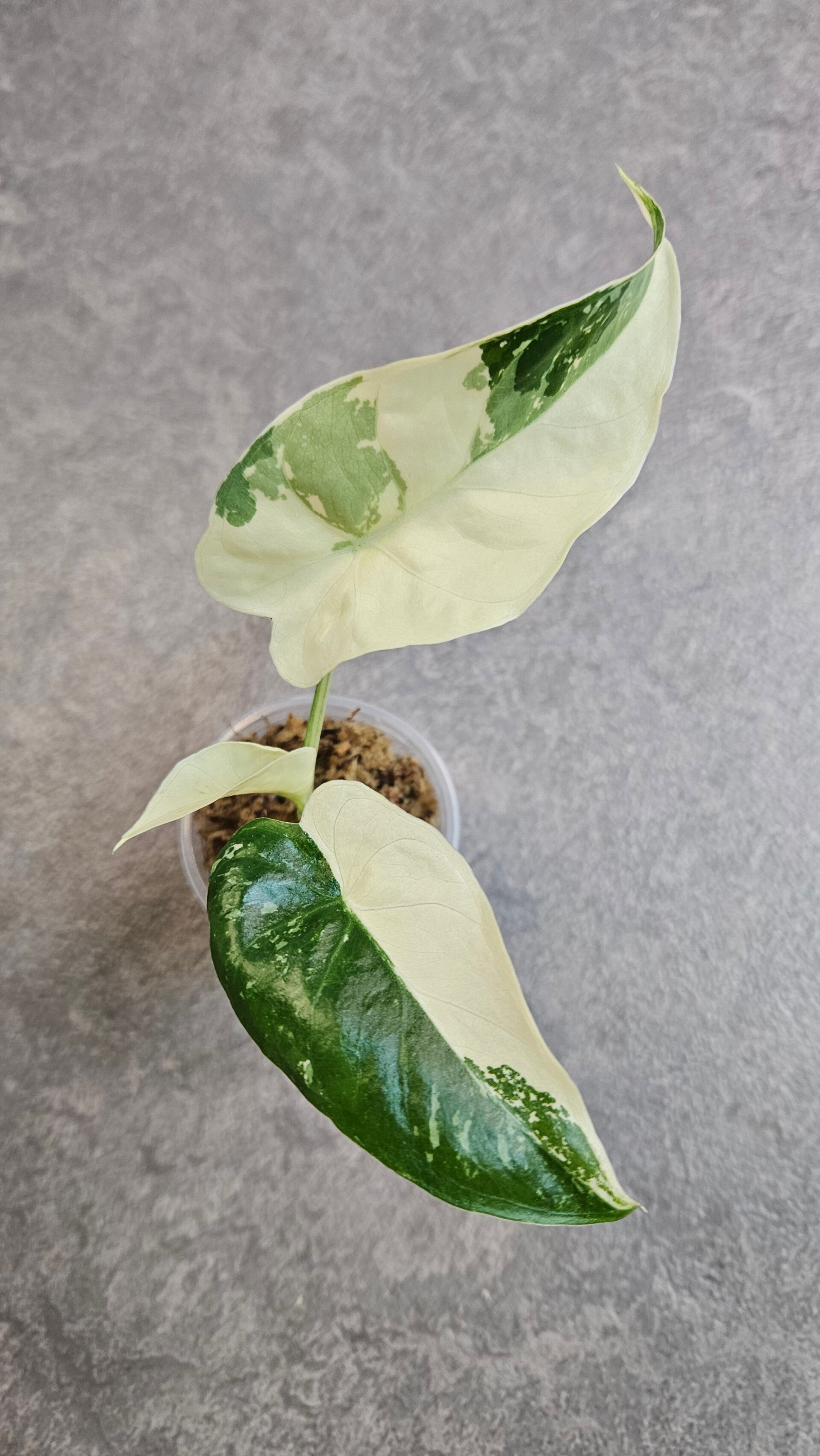 Alocasia Gageana Albo Variegata