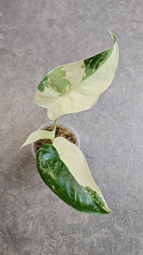 Alocasia Gageana Albo Variegata