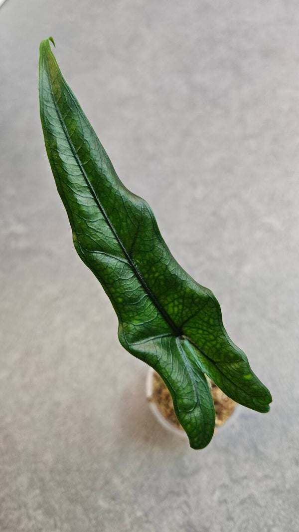 Alocasia Sabrina Narrow