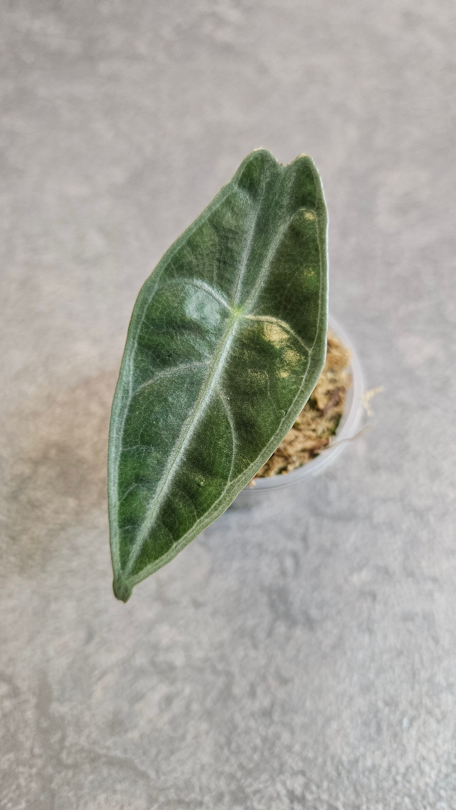 Alocasia Longiloba Purple