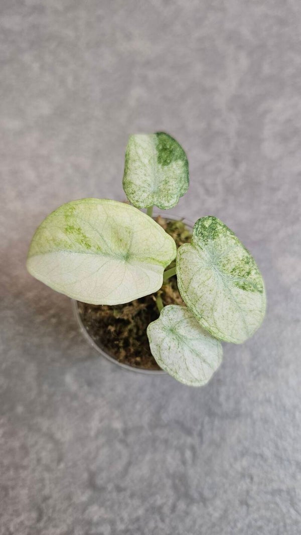 Alocasia Ninja Tricolor Variegata