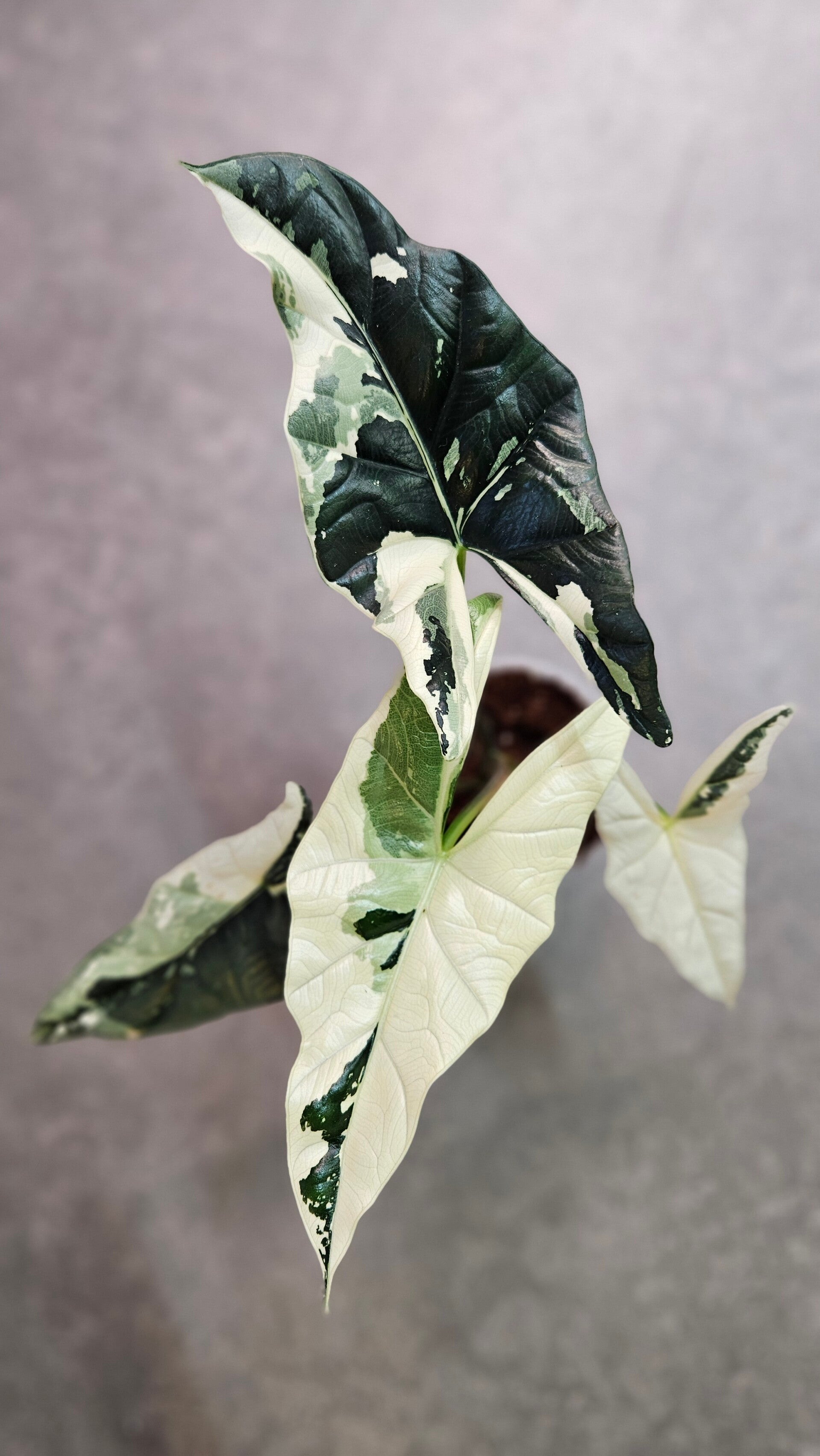 Alocasia Simpo Albo Variegata (ntk)