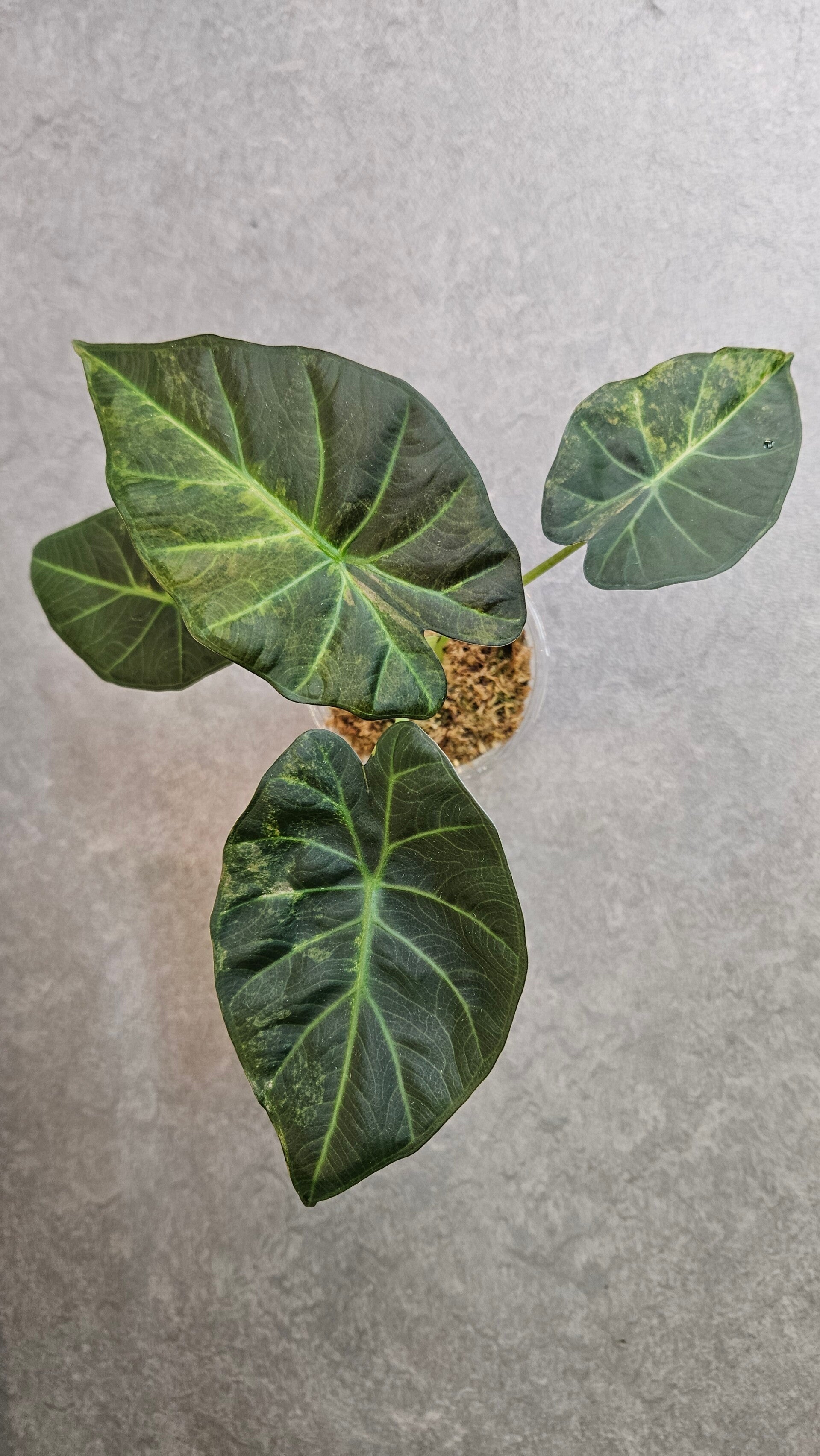 Alocasia Regal Shield Aurea Variegata