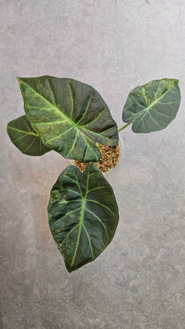Alocasia Regal Shield Aurea Variegata