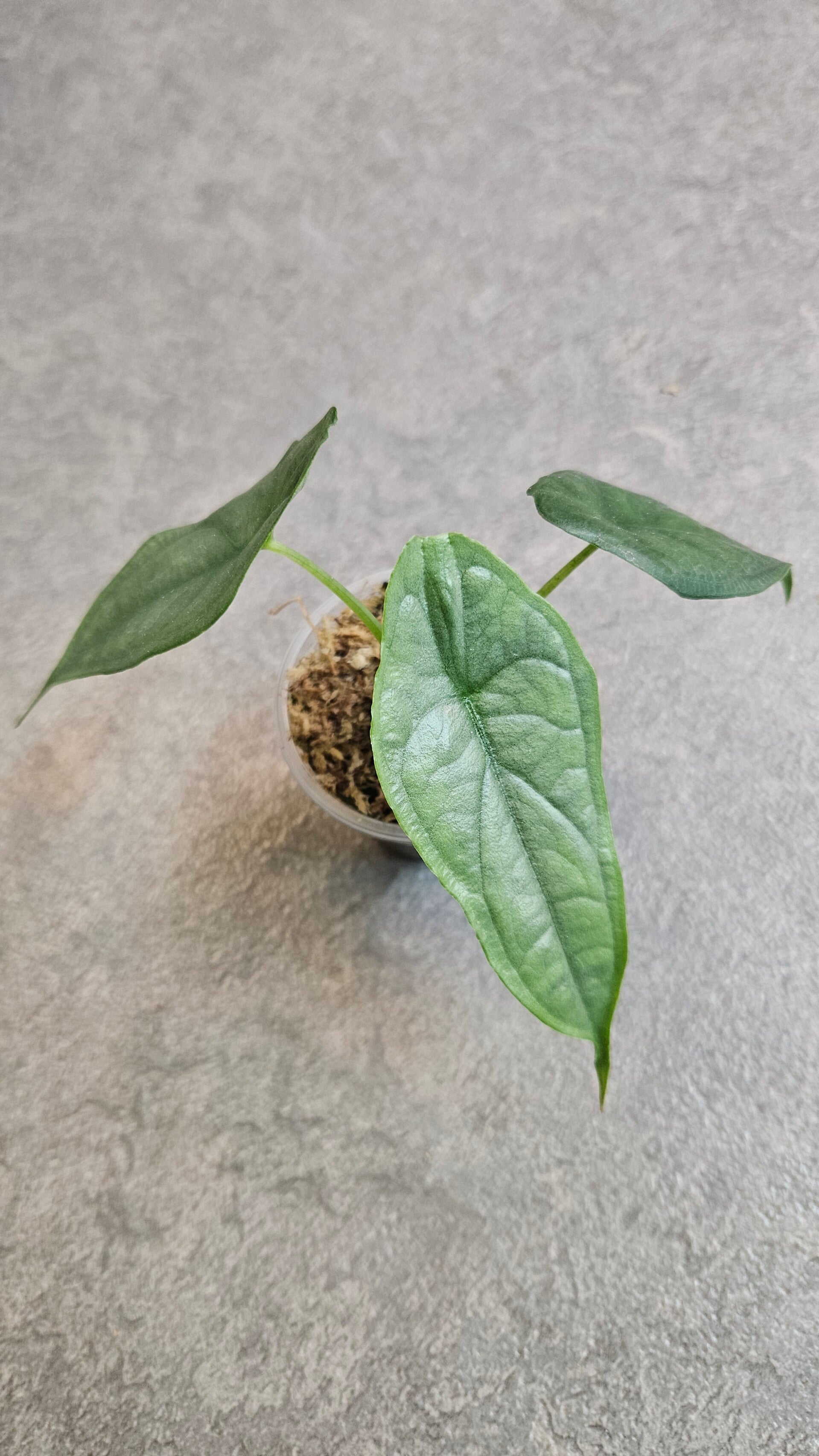 Alocasia Heterophylla Dragon Breath