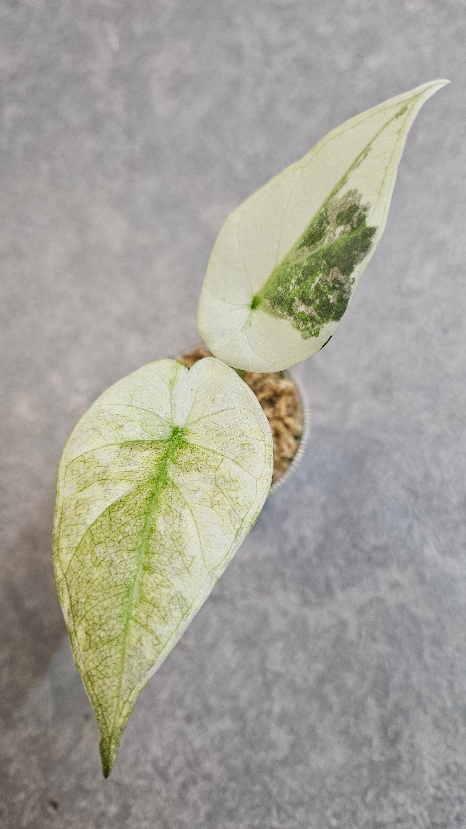 Alocasia Regal Shield Albo Variegata