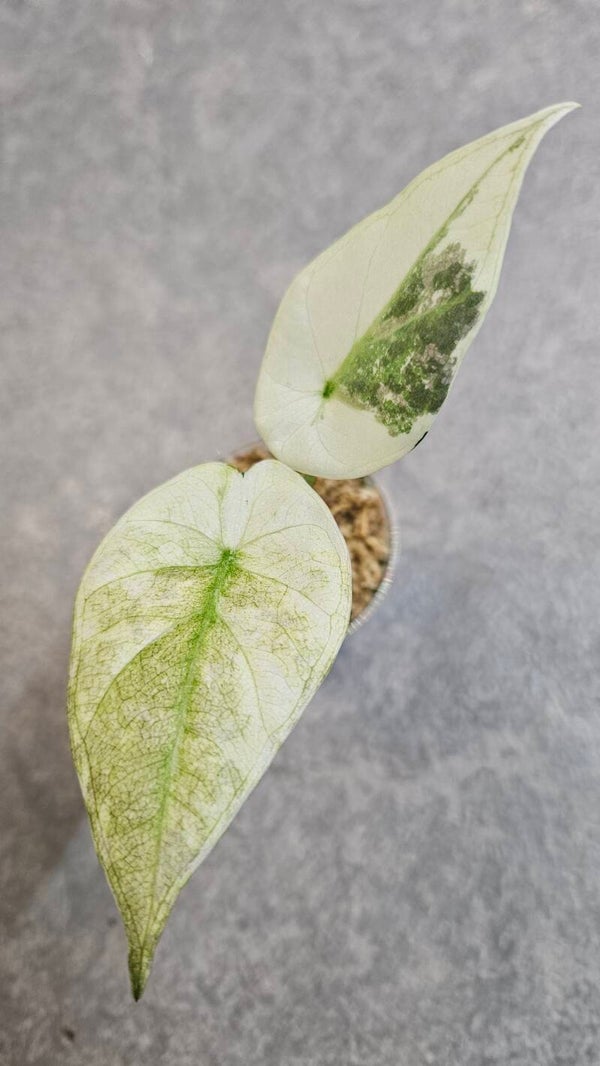 Alocasia Regal Shield Albo Variegata