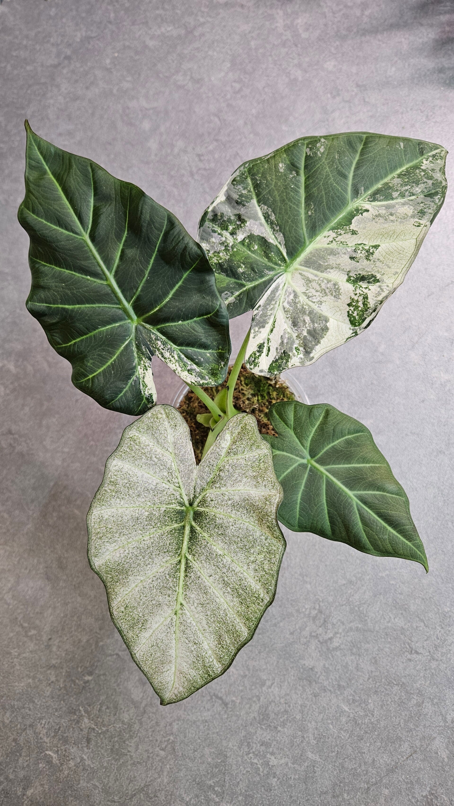 Alocasia Regal Shield Albo Variegata (ntk)