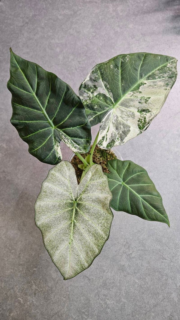 Alocasia Regal Shield Albo Variegata (ntk)