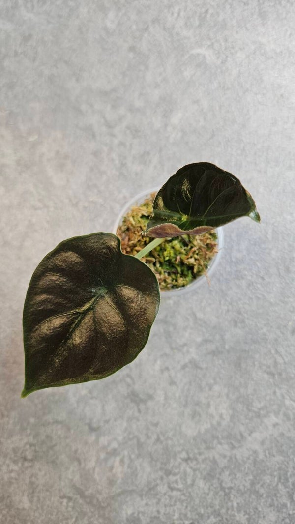 Alocasia Infernalis Kapit black Magic