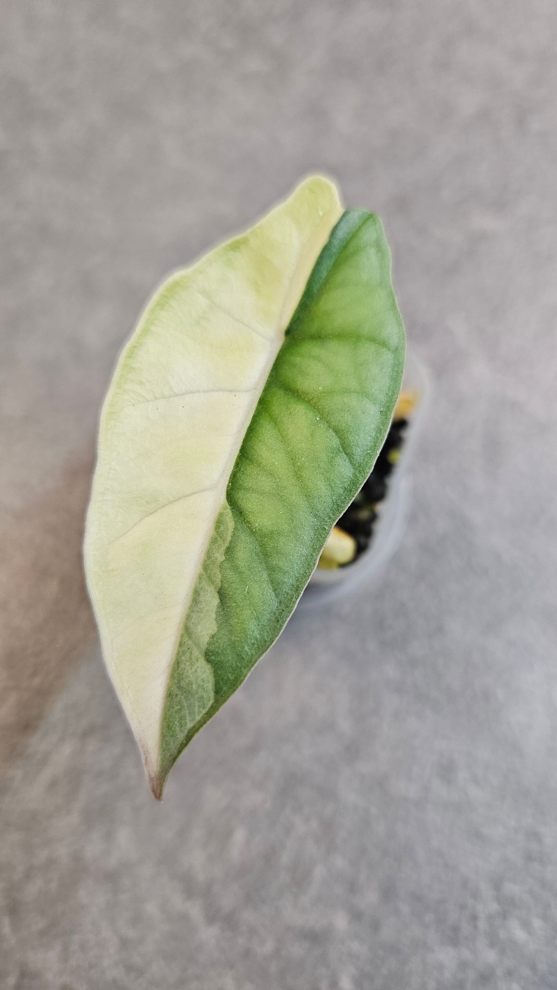 Alocasia Heterophylla Metallic Blue Albo Variegata (ntk)