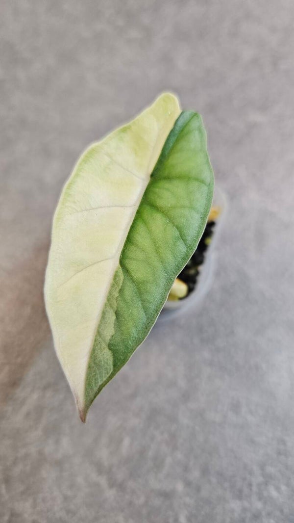 Alocasia Heterophylla Metallic Blue Albo Variegata (ntk)