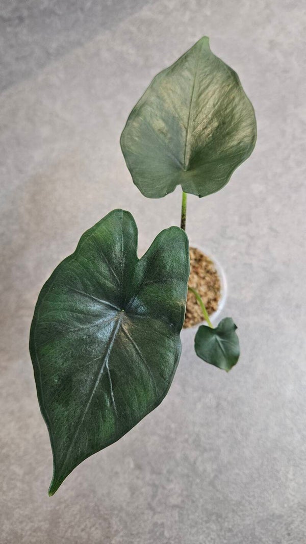 Alocasia Princeps Purple Cloak